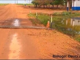 A enorme sucuri foi avistada no dia 27 de agosto, em uma propriedade rural do município de Porteirão, no estado de Goiás – GO.