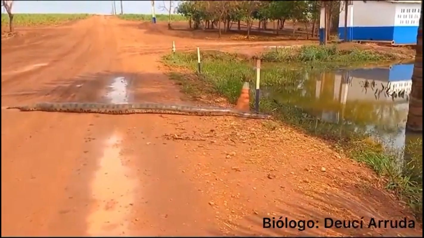 A enorme sucuri foi avistada no dia 27 de agosto, em uma propriedade rural do município de Porteirão, no estado de Goiás – GO.