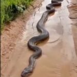 Enorme cobra sucuri, ou anaconda, como também é conhecida, apareceu na estrada.