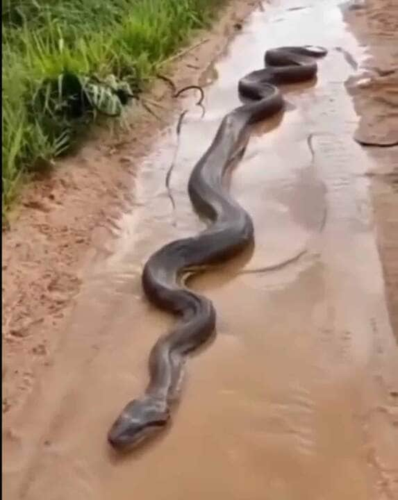 Vídeo mostra cobra-cipó em fio elétrico no Centro de Macuco – SF