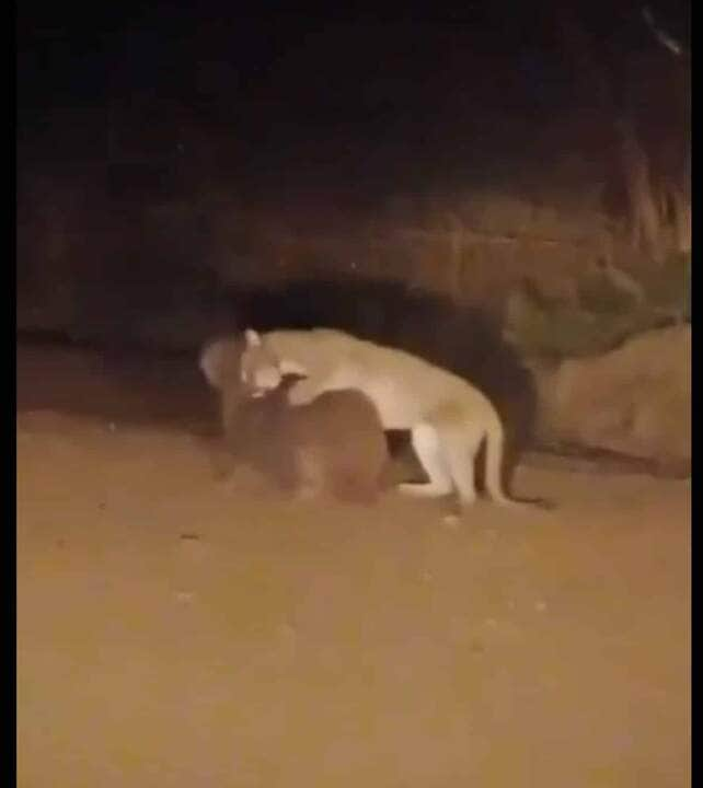 Onça parda ou puma (nome científico: Puma concolor) é um mamífero carnívoro da família dos felídeos (Felidae) e gênero Puma, nativo das Américas.