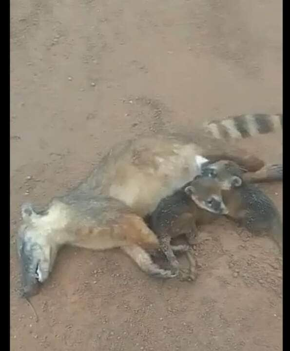 O quati pode see encontrado em, praticamente, todo o continente americano. Tem como característica viver em bando, sendo que sua principal característica é possuir o focinho pontudo.