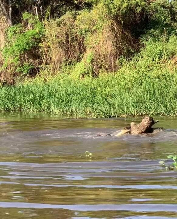 A poderosa onça-pintada (panthera onça) é a rainha do pantanal, ao passo que está no topo da cadeia alimentar, sendo o animal considerado o mais incrível superpredador.