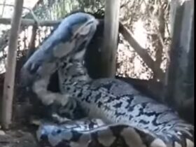 Cobra gigante aparece em aldeia e vídeo deixa internautas surpresos