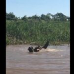 A batalha pela vida entre as feras do pantanal foi de tirar o fôlego entre os turistas que flagraram a cena.