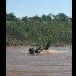 A batalha pela vida entre as feras do pantanal foi de tirar o fôlego entre os turistas que flagraram a cena.