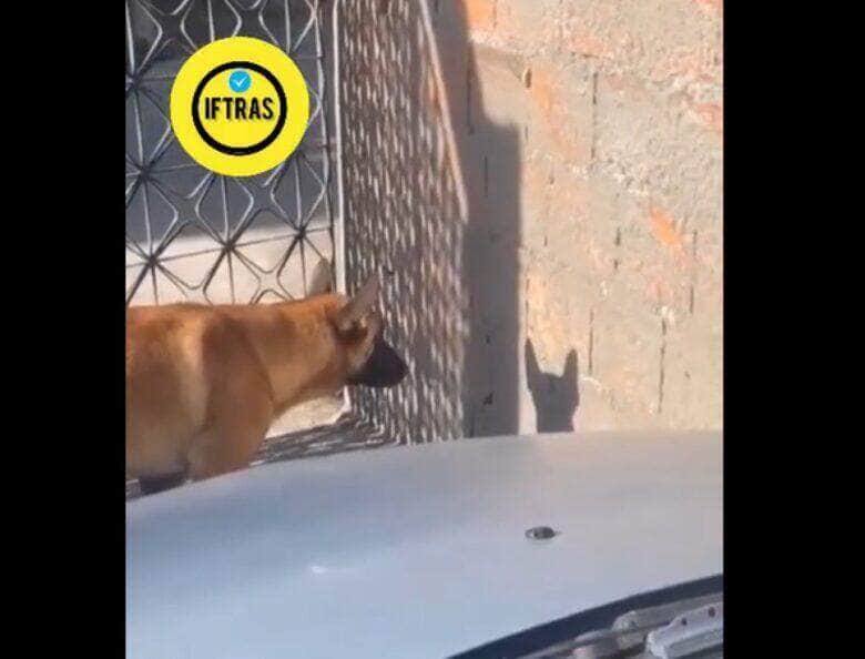 Com expectativa de vida que varia entre dez e vinte anos, o cão é um animal social que, na maioria das vezes, aceita o seu dono como o “chefe da matilha” e possui várias características que o tornam de grande utilidade para o homem.