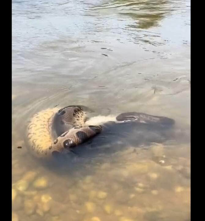 A sucuri é a maior cobra que vive no território brasileiro. Perde em tamanho apenas para a píton, de origem asiática.