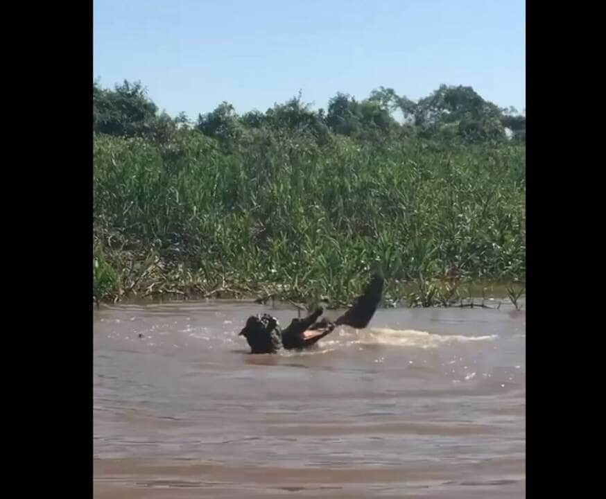 A batalha pela vida entre as feras do pantanal foi de tirar o fôlego entre os turistas que flagraram a cena.