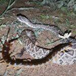 Incrível batalha entre poderosa cobra cascavel e gigantesca lacraia.