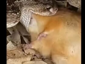 Vídeo mostra ação rápida do veneno da cascavel em rato