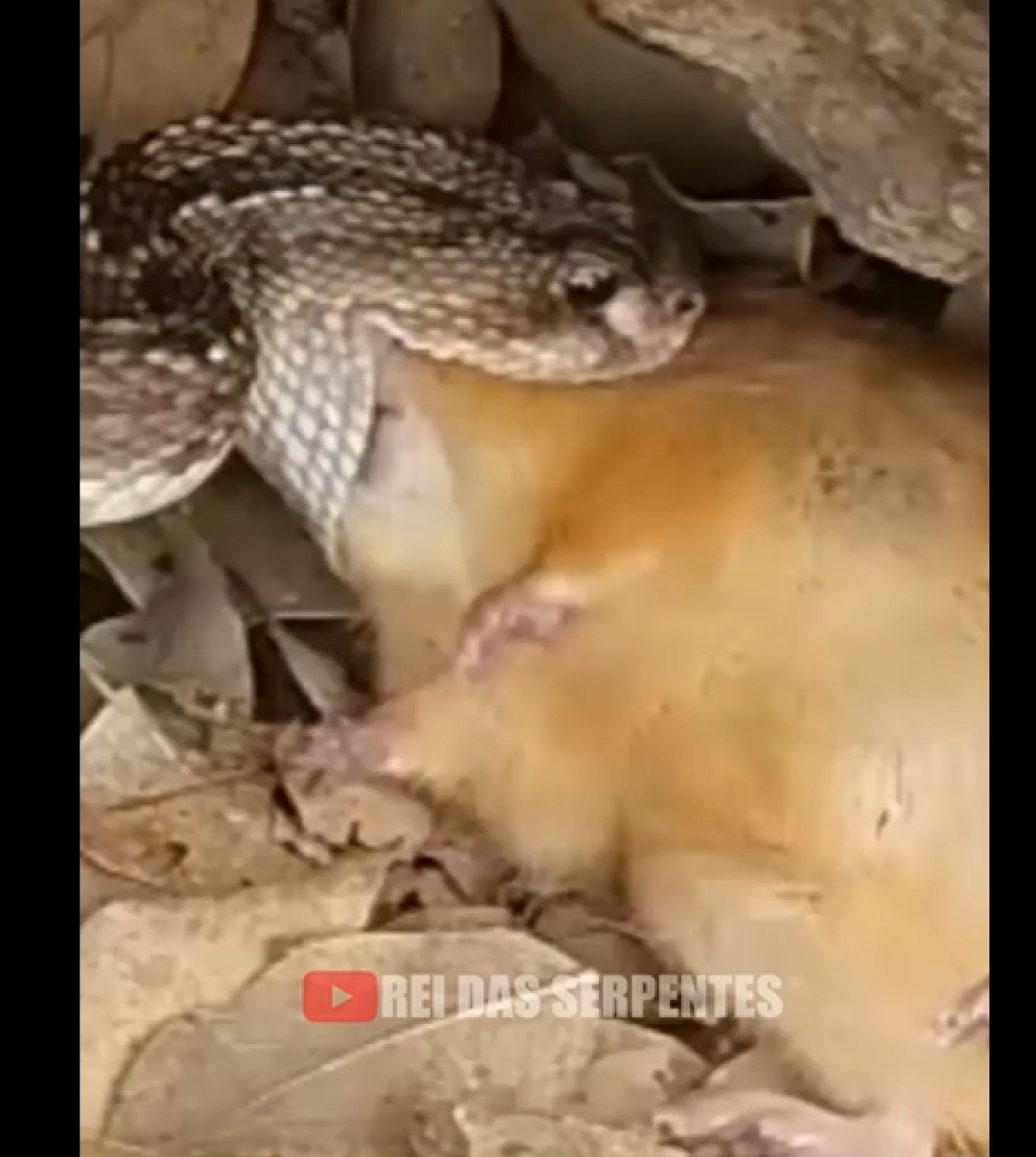 Vídeo mostra ação rápida do veneno da cascavel em rato