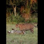 Onças foram flagradas em momento íntimo no Pantanal. Cena chamou a atenção dos fotógrafos.