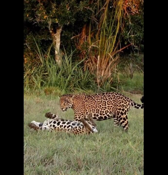 Onças foram flagradas em momento íntimo no Pantanal. Cena chamou a atenção dos fotógrafos.