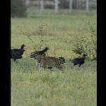 A poderosa onça-pintada (panthera onça) é a rainha do pantanal, ao passo que está no topo da cadeia alimentar, sendo o animal considerado o mais incrível superpredador.