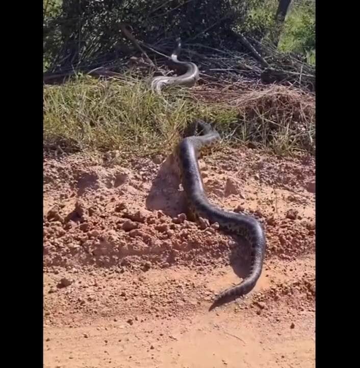 A troca de pele nas cobras sucuris é um processo biológico e necessário para o seu crescimento.