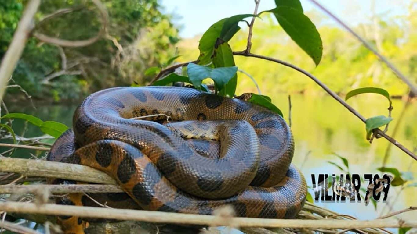 As sucuris não são venenosas, pois não possuem dentes inoculadores de veneno, mas sua mordida é forte o bastante para atordoar sua presa que rapidamente é envolvida pela musculatura forte e robusta da serpente