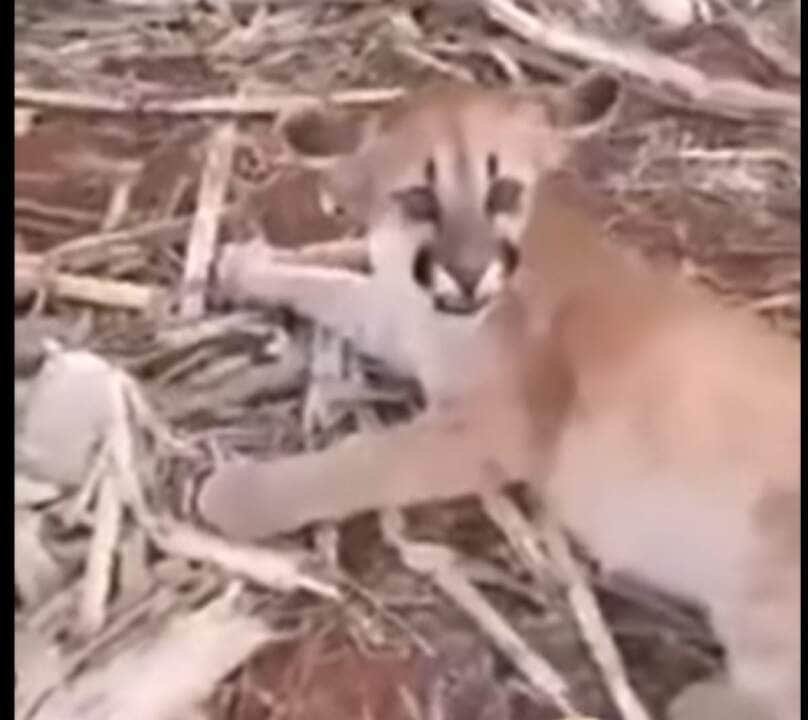 Onça-parda ou puma (nome científico: Puma concolor) é um mamífero carnívoro da família dos felídeos (Felidae) e gênero Puma, nativo das Américas.