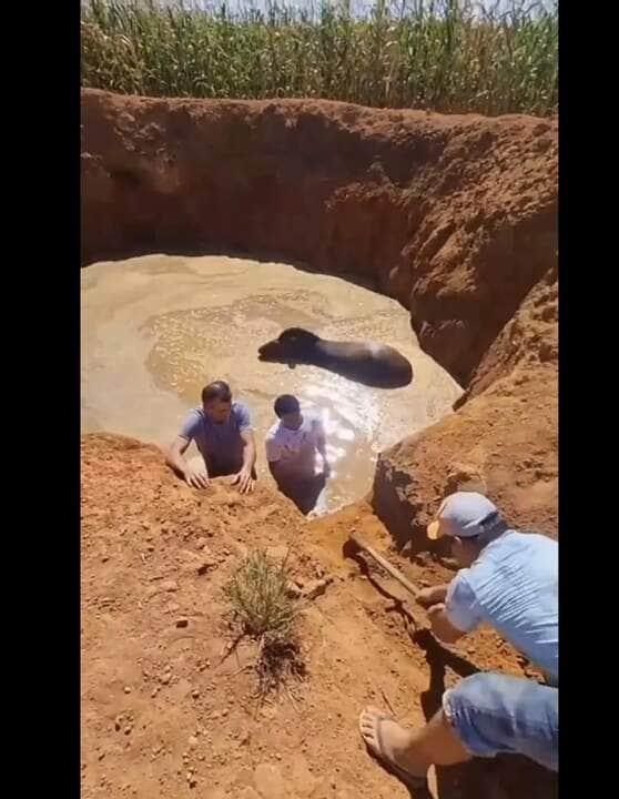 É um animal solitário e vive em territórios de 5 quilômetros quadrados de área, em média.