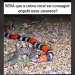 Mesmo sendo cobras com peçonha (veneno) poderosa, as cobras corais têm comportamento dócil e dificilmente atacam.