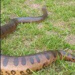 Cobra sucuri aparece as margens de rio durante pescaria