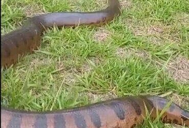 Cobra sucuri aparece as margens de rio durante pescaria