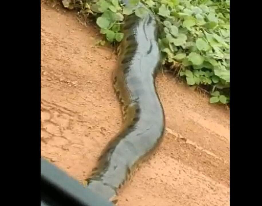 Enquanto encontros entre pessoas e anacondas podem ser perigosos, eles não caçam regularmente humanos. No entanto, ameaça de anacondas é um tropo familiar em histórias em quadrinhos, filmes e histórias de aventura na selva amazônica.