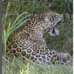 A poderosa onça-pintada (panthera onça) é a rainha do pantanal, ao passo que está no topo da cadeia alimentar, sendo o animal considerado o mais incrível superpredador.