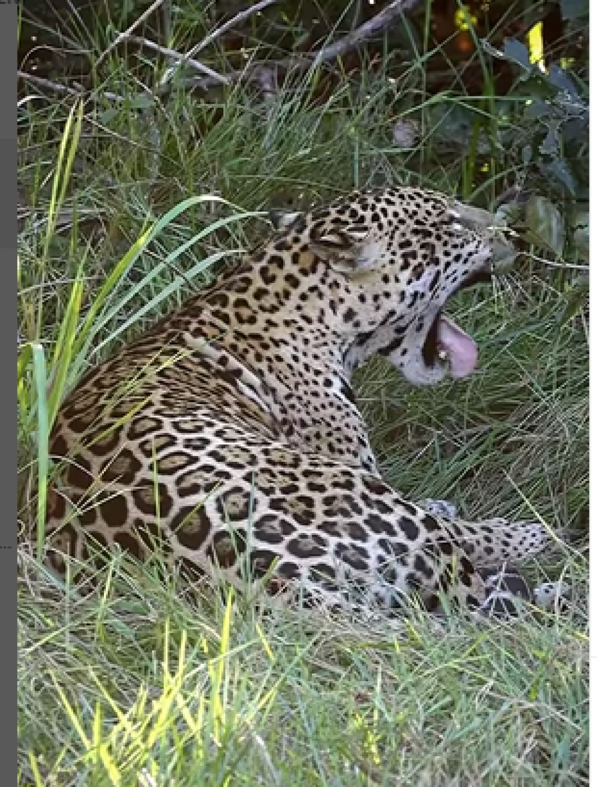 A poderosa onça-pintada (panthera onça) é a rainha do pantanal, ao passo que está no topo da cadeia alimentar, sendo o animal considerado o mais incrível superpredador.