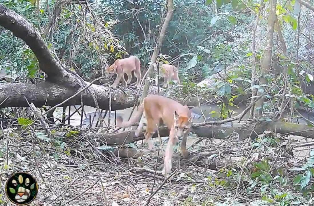 Possui coloração variando do cinzento ao marrom-avermelhado, com a ponta da cauda de cor preta, áreas laterais do focinho e ventre de cor brancas.