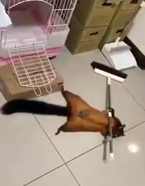 São animais de hábito diurno, com os sentidos bem apurados e com uma anatomia bastante adaptada à vida nas copas das árvores, onde se sentem mais seguros de predadores terrestres.