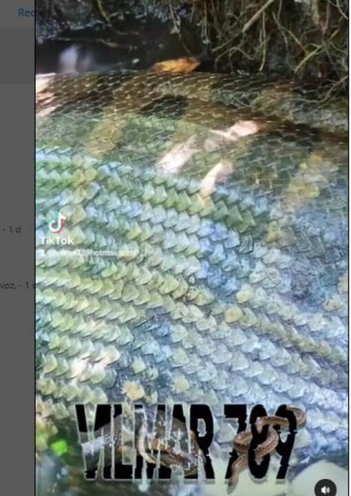 Uma das principais características das cobras sucuris, além do tamanho que chama a atenção, é o dimorfismo sexual, ou seja, nas quatro espécies, as fêmeas são maiores que os machos.