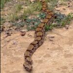 A jiboia é uma serpente da família Boidae, sendo encontrada nas Américas, África, na Europa, na Ásia e em algumas Ilhas do Oceano Pacífico.