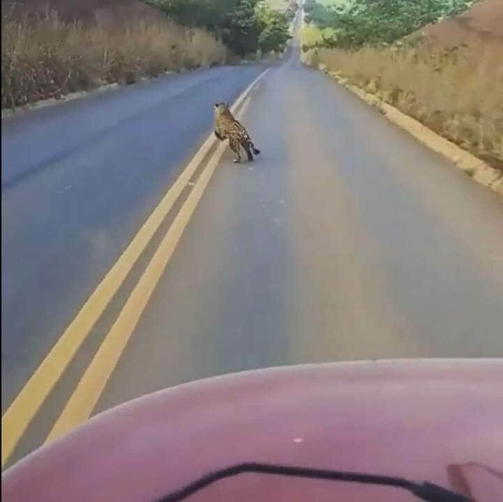 Além de possuir uma força excepcional, a onça-pintada é a que possui maior poder em suas mordidas, entre os grandes felinos do planeta.