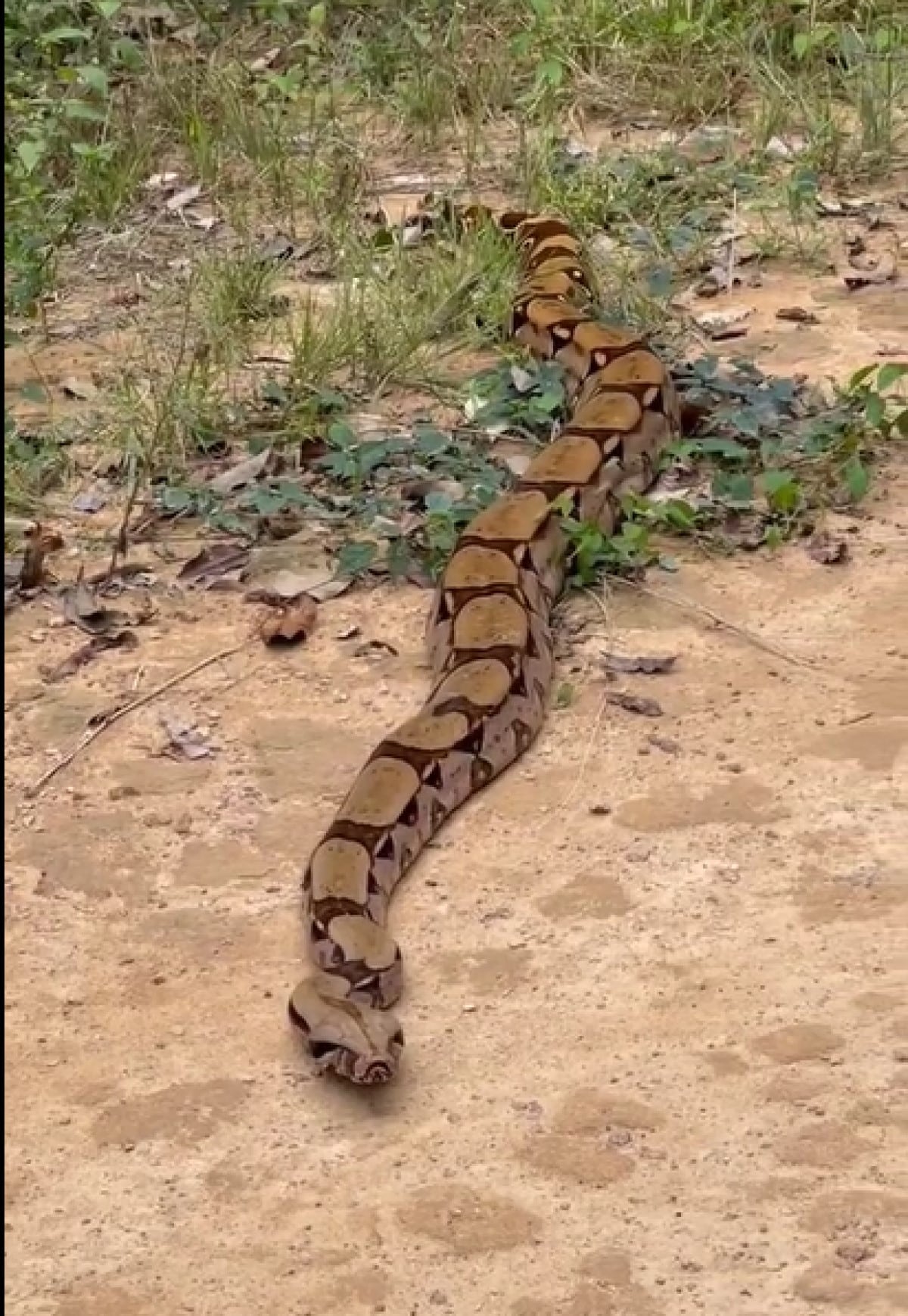 A jiboia é uma serpente da família Boidae, sendo encontrada nas Américas, África, na Europa, na Ásia e em algumas Ilhas do Oceano Pacífico.