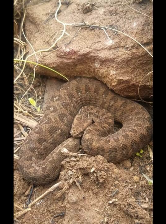 A cobra incha a cabeça para parecer maior do que realmente é. Nesse processo, muitas pessoas ao vê-la, pensa que está diante de uma naja no Brasil.