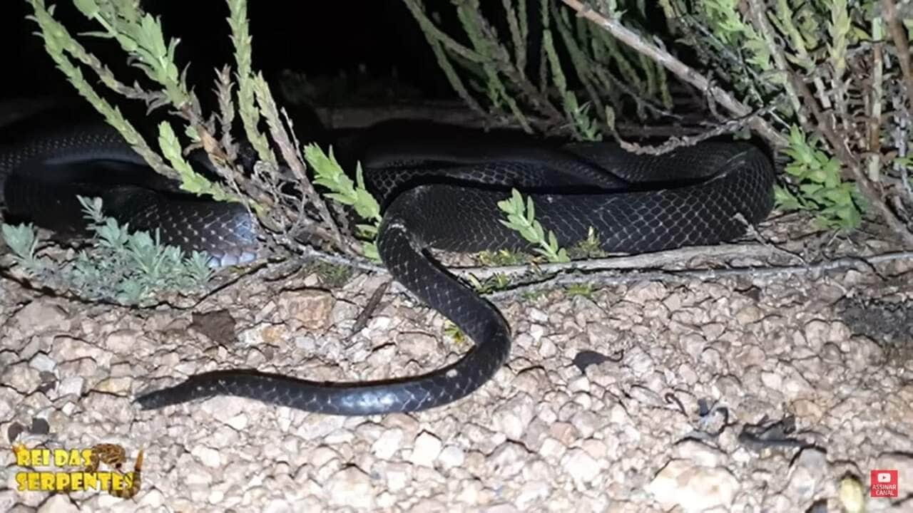 Possui hábitos diurnos, além de seu habitat preferido ser em lugares com vegetação densa, ao nível do solo.