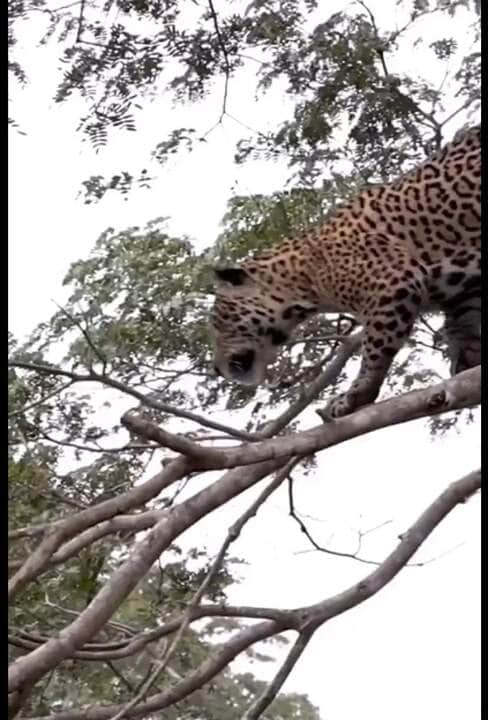 Onça-pintada dá magnífico salto e pega jacaré