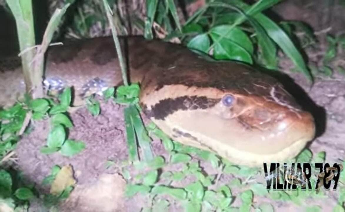 Uma enorme cobra sucuri foi vista circulando em um terreno no perímetro urbano e chamou a atenção dos moradores