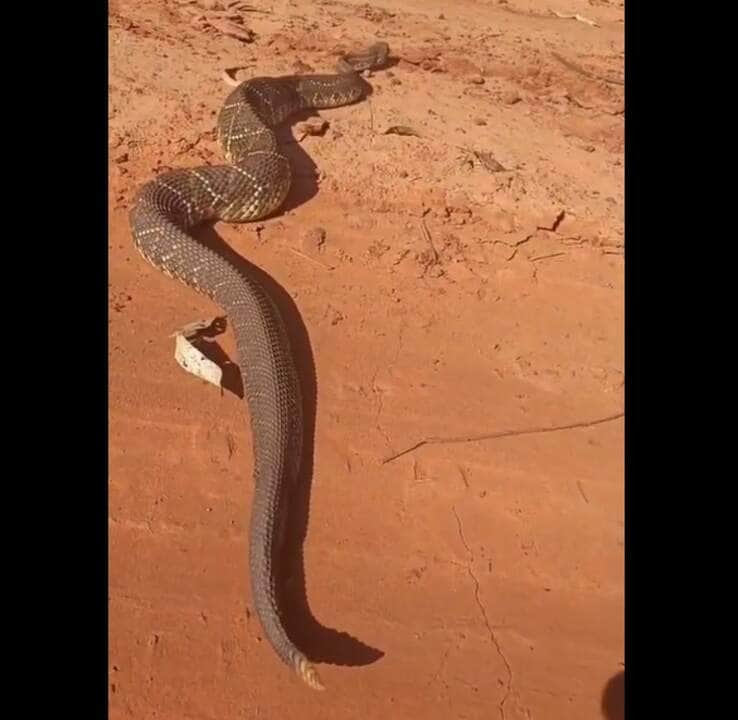 A cascavel, por razões não bem entendidas, em vez de sair completamente de sua pele antiga, mantém parte dela enrolada na cauda em forma de um anel cinzento grosseiro.