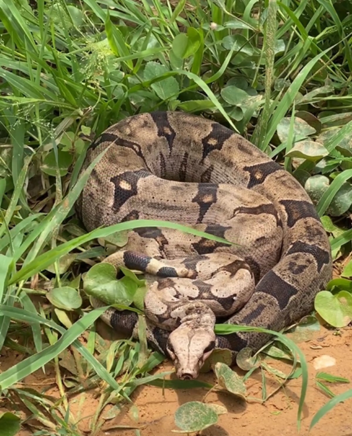 A jiboia é uma serpente da família Boidae, sendo encontrada nas Américas, África, na Europa, na Ásia e em algumas Ilhas do Oceano Pacífico.