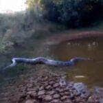 Cobra sucuri habita represa. A cobra é tão grande que ninguém tem coragem de tomar banho no local.