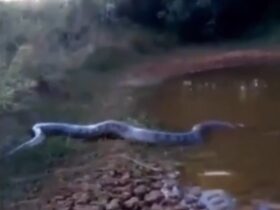 Cobra sucuri habita represa. A cobra é tão grande que ninguém tem coragem de tomar banho no local.