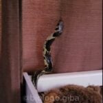A cobra caninana se difere das demais cobras não peçonhentas, como a jiboia, por exemplo, pela sua cor amarelada e manchas pretas.