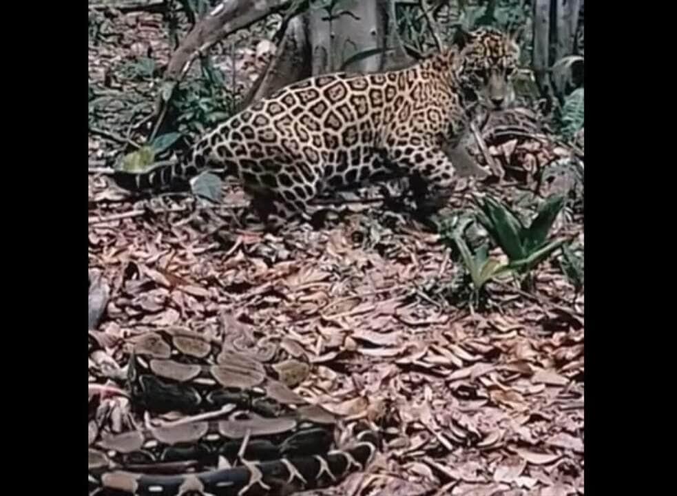 A jiboia é uma serpente da família Boidae, sendo encontrada nas Américas, África, na Europa, na Ásia e em algumas Ilhas do Oceano Pacífico.