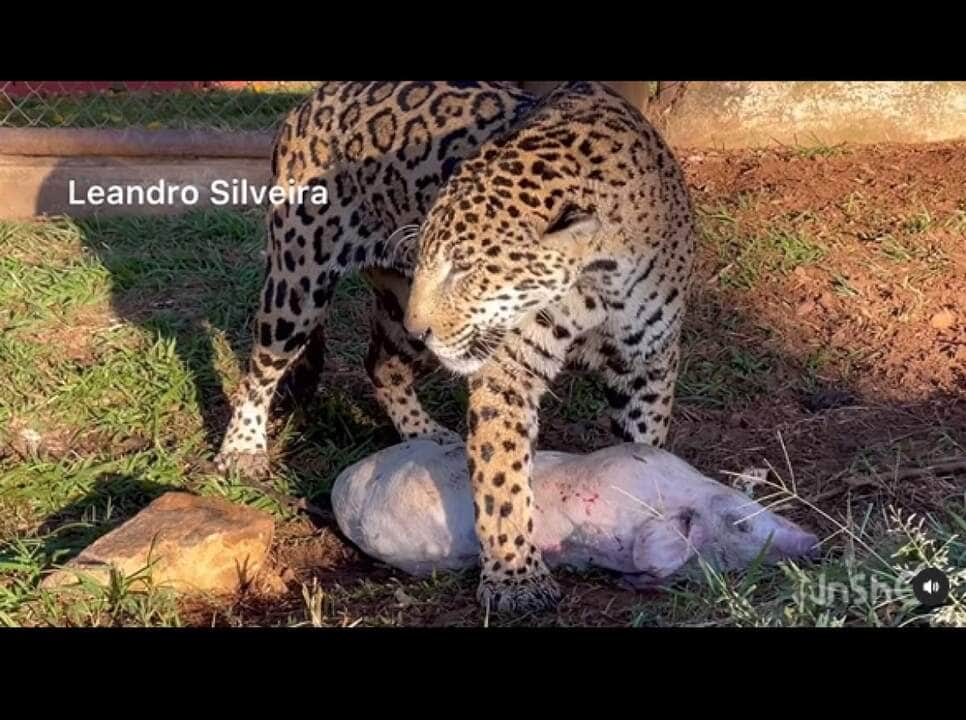 A onças-pintadas encontra-se ameaçada de extinção no Brasil, devido, principalmente, pelo desmatamento,