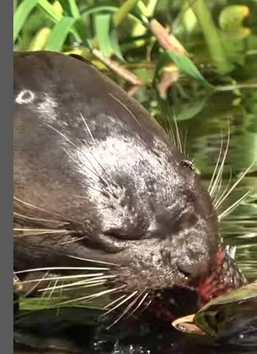 É o membro mais antigo dos mustelídeos, um grupo de predadores de sucesso global, alcançando até 1,7 metros (5,6 pés)