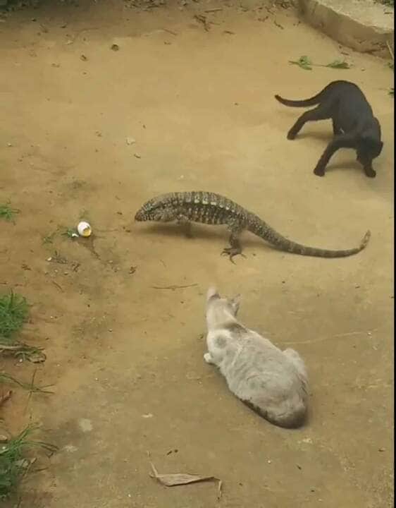 Possui cabeça comprida e pontiaguda, mandíbulas fortes providas de um grande número de pequenos dentes pontiagudos.
