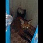 O lobo-guará é um grande canídeo silvestre de pernas longas e negras, ícone do Cerrado do interior do país e ameaçado de extinção.