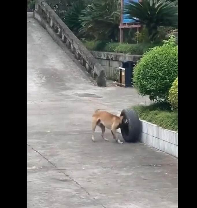 Ao longo dos séculos, através da domesticação, o ser humano realizou uma seleção artificial dos cães por suas aptidões, características físicas ou tipos de comportamento.